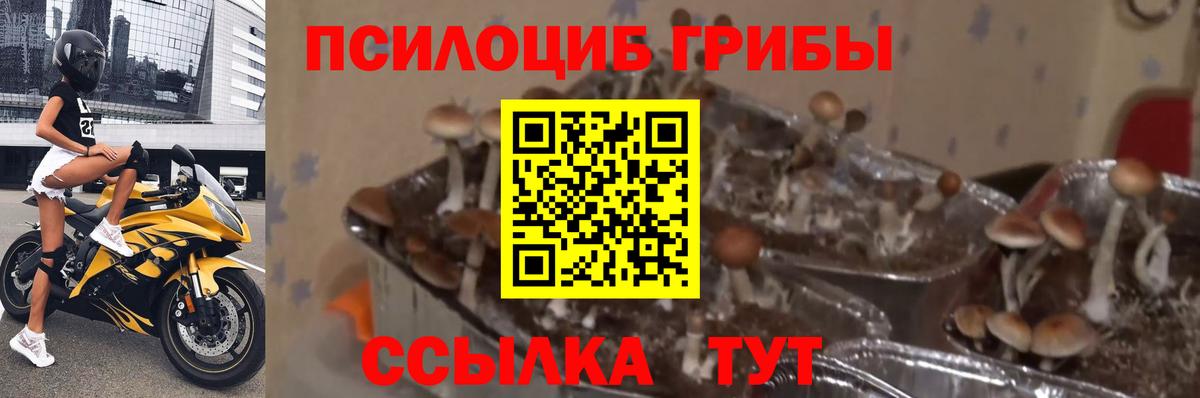 Ростов-на-Дону  Псилоцибиновые грибы мухоморы  Вход с VPN 